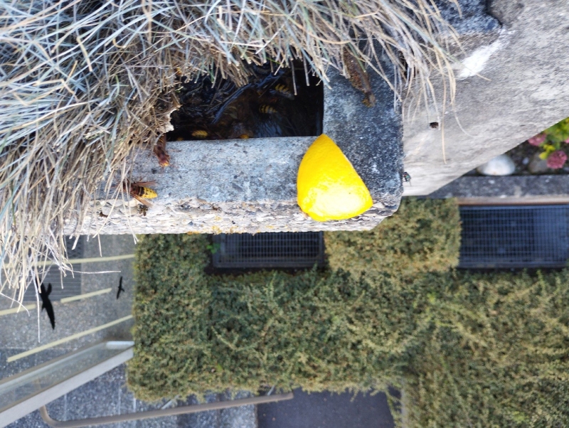 An einer Betonrinne in Hoelstein sammeln sich Hornissen um ihr Hornissennest, wodurch ein Eingreifen des Kammerjaeger notwendig erscheint.