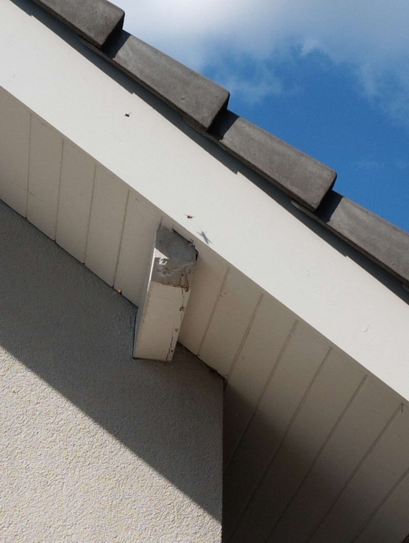 Unter dem Dachvorsprung eines Hauses in Itingen fliegen mehrere Wespen um ein kleines Wespennest, was den Einsatz eines Kammerjaegers notwendig macht.