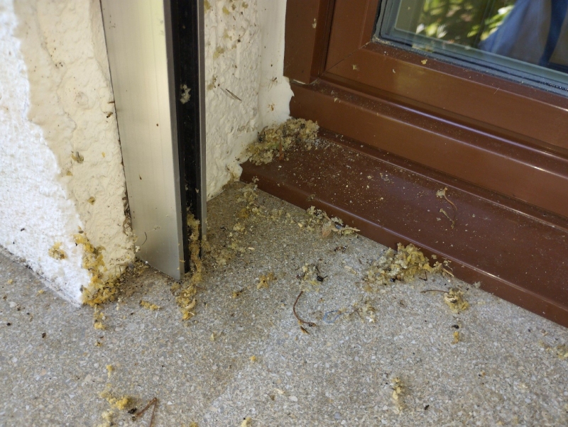 An einem Fensterrand in Langenbruck liegen zerfallene Reste eines Hornissennests, wodurch ein Kammerjaeger zur fachgerechten Beseitigung erforderlich wird.