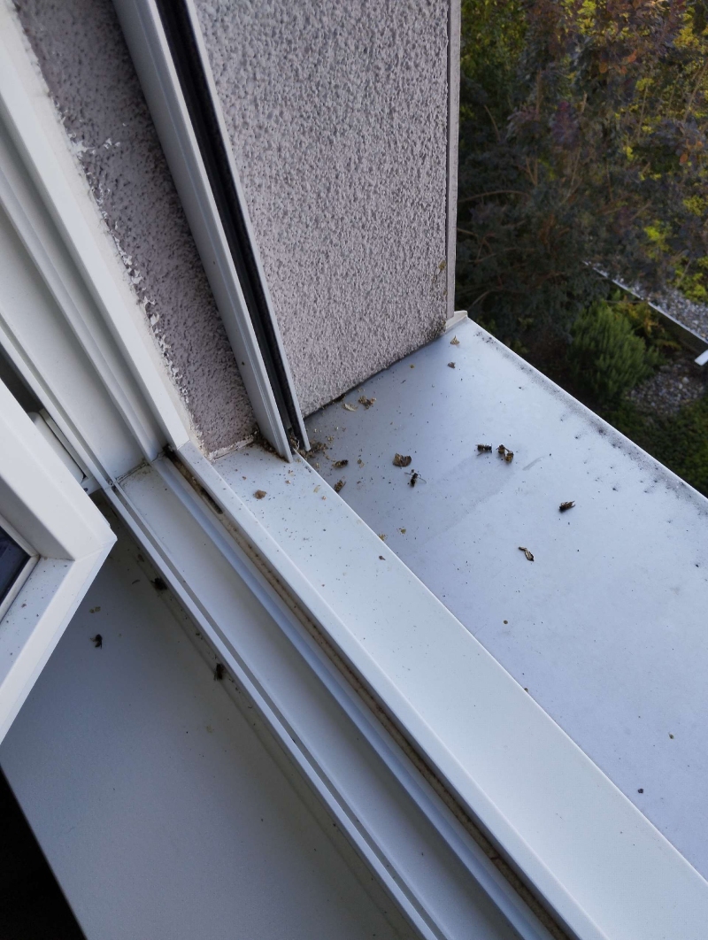 Auf dem Fensterbrett in Laeufelfingen liegen zahlreiche Hornissenreste und deuten auf ein verborgenes Hornissennest hin, das einen Kammerjaeger noetig macht.