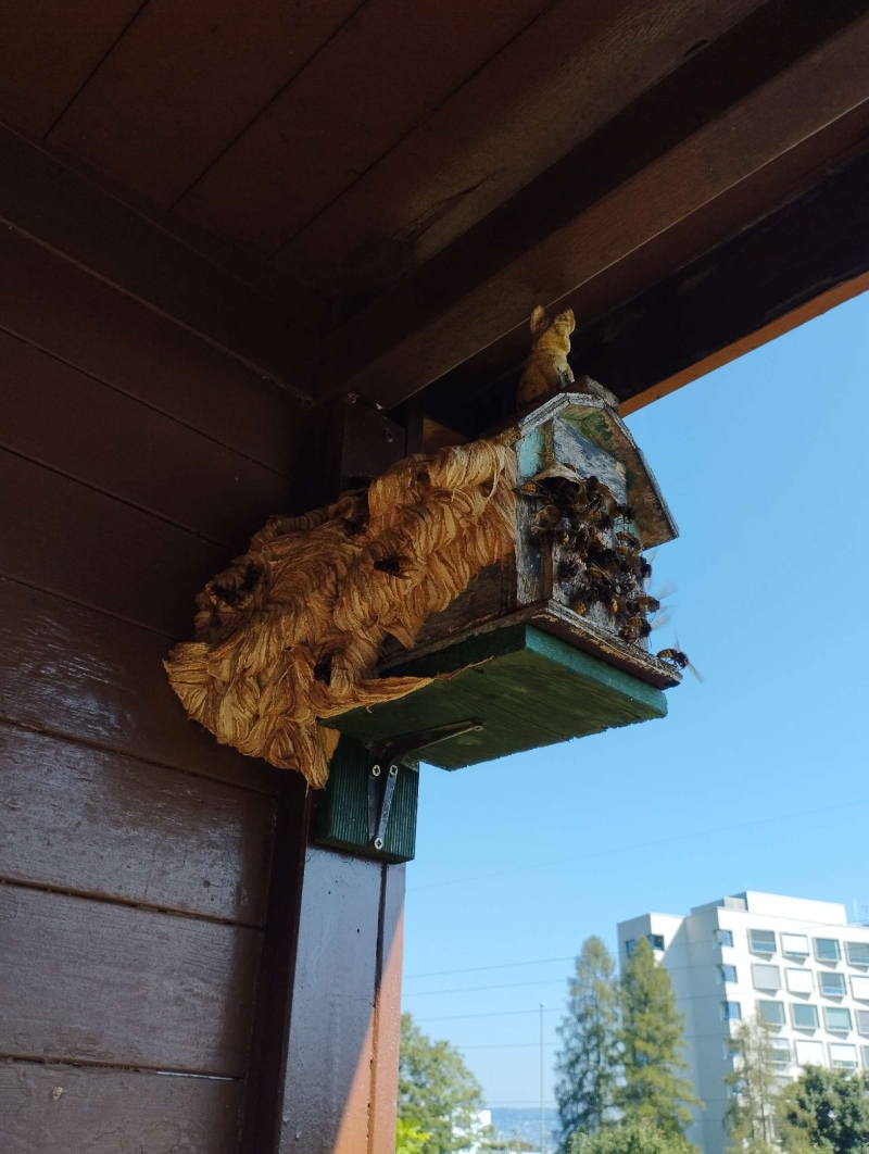 An einem Holzvorsprung in Lauwil breitet sich ein grosses Hornissennest aus, dessen rege Aktivitaet auf einen moeglichen Einsatz des Kammerjaegers hinweist.