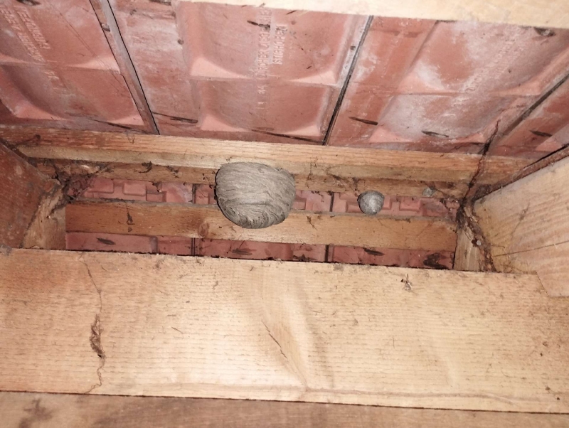 Zwischen den Holzbalken im Dachbereich von Liestal haengt ein rundes Wespennest, das einen Kammerjaeger fuer die sichere Entfernung erfordert.
