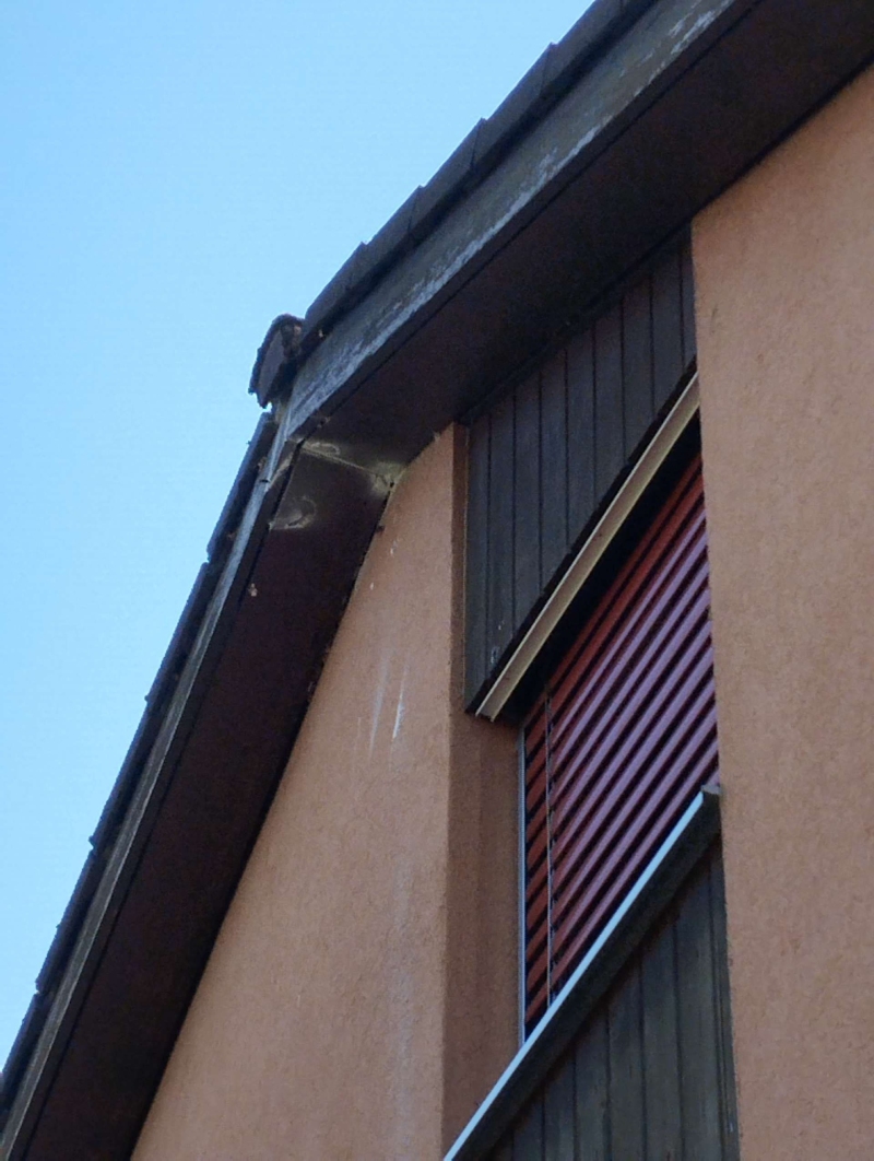 Unter dem Dachvorsprung eines Hauses in Liestal befindet sich ein Hornissennest, das den Einsatz eines Kammerjaeger erforderlich macht.