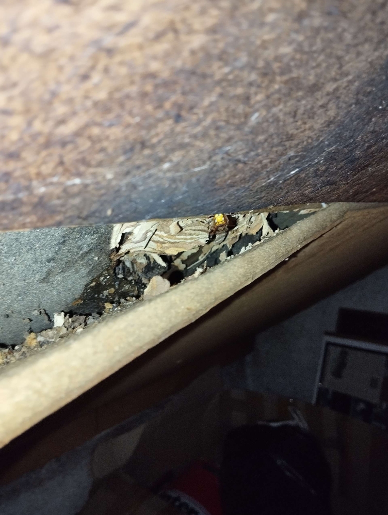 In einem dunklen Dachhohlraum in Muenchenstein liegt ein verborgenes Hornissennest, dessen Lage einen erfahrenen Kammerjaeger erfordert.