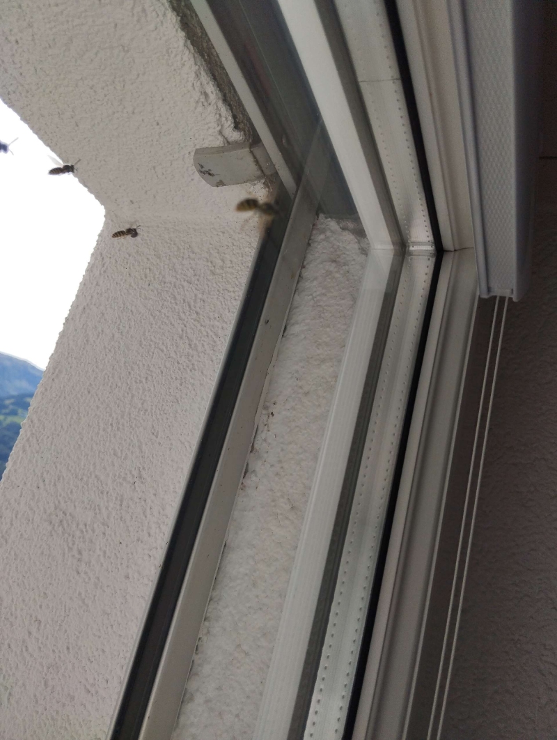 Nahe einem Fensterrahmen in Muttenz fliegen Hornissen um eine verborgene Niststelle, was auf einen noetigen Einsatz des Kammerjaeger hinweist.