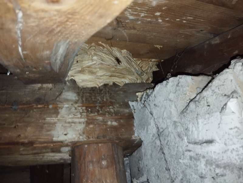 Zwischen alten Holzbalken in Nusshof sitzt ein massives Hornissennest, dessen Lage den Einsatz eines Kammerjaegers erforderlich macht.