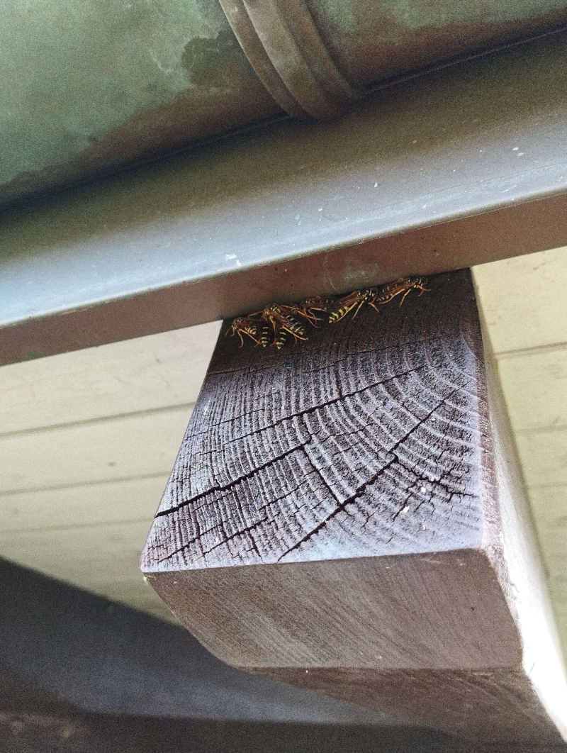 Unter einem Dachvorsprung in Pratteln sitzen mehrere Wespen eng beieinander auf einem dunklen Holzbalken.