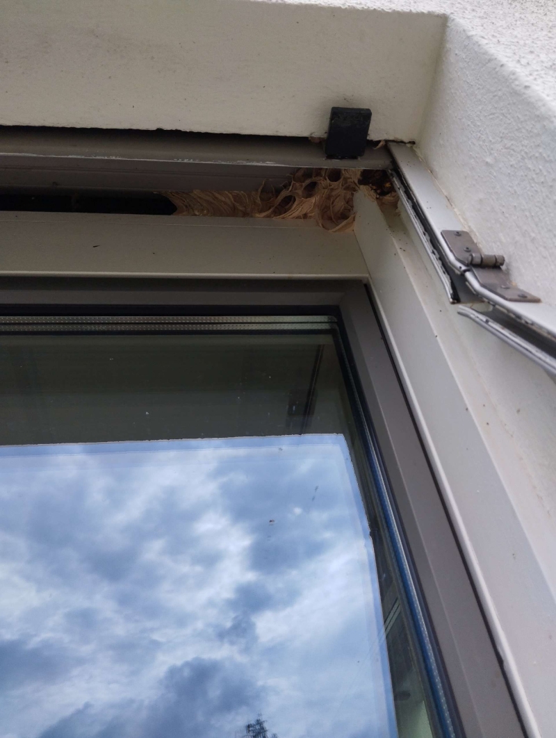 Am Fensterrahmen in Reigoldswil liegt ein verborgenes Wespennest im oberen Falz, was den Einsatz eines Kammerjaegers erforderlich macht.