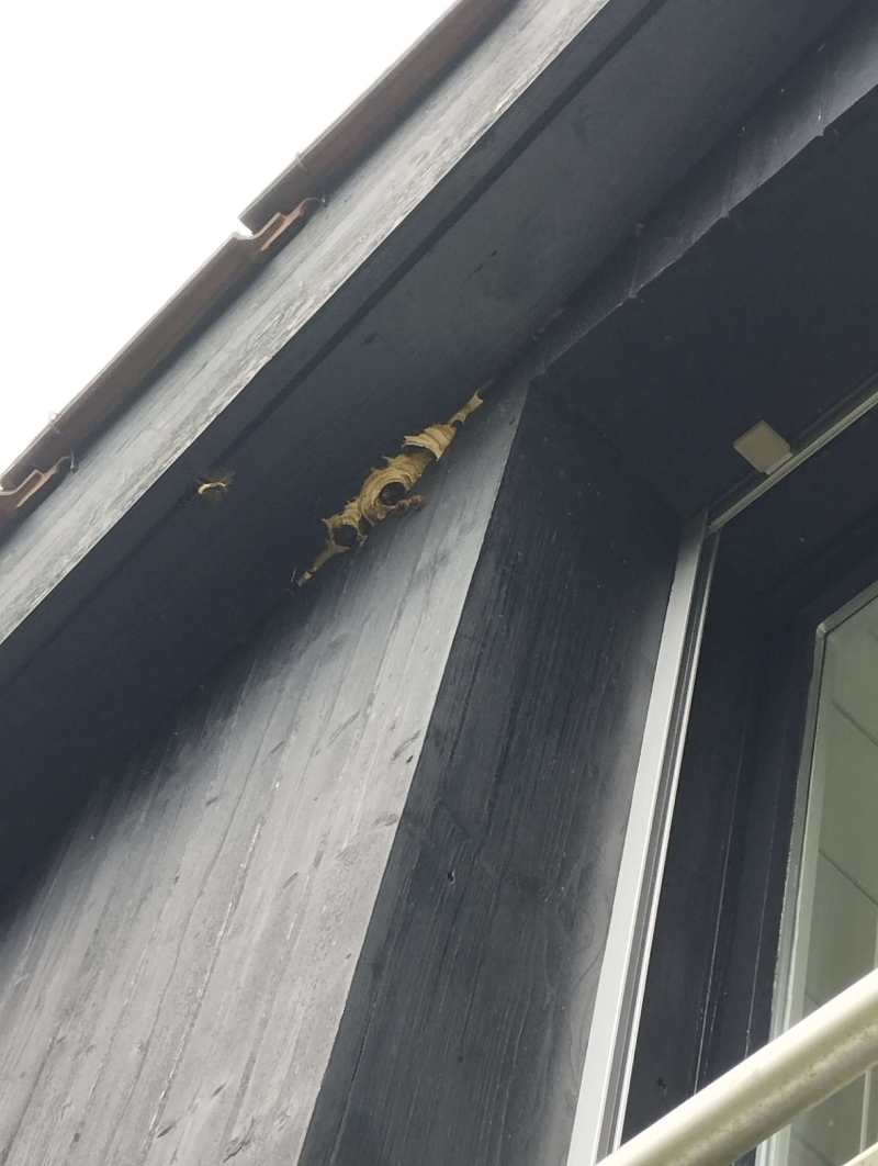 Am dunklen Dachvorsprung eines Hauses in Reinach sitzt ein ausgebreitetes Wespennest, das klar auf die notwendige Arbeit eines Kammerjaegers hinweist.