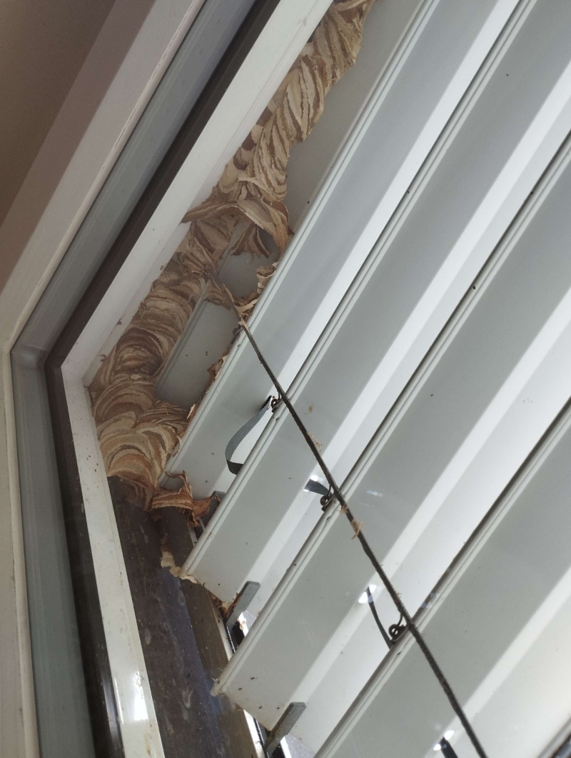Zwischen den Lamellen eines Fensters in Reinach breitet sich ein grosses Hornissennest aus, das klar den Einsatz eines Kammerjaegers erforderlich macht.