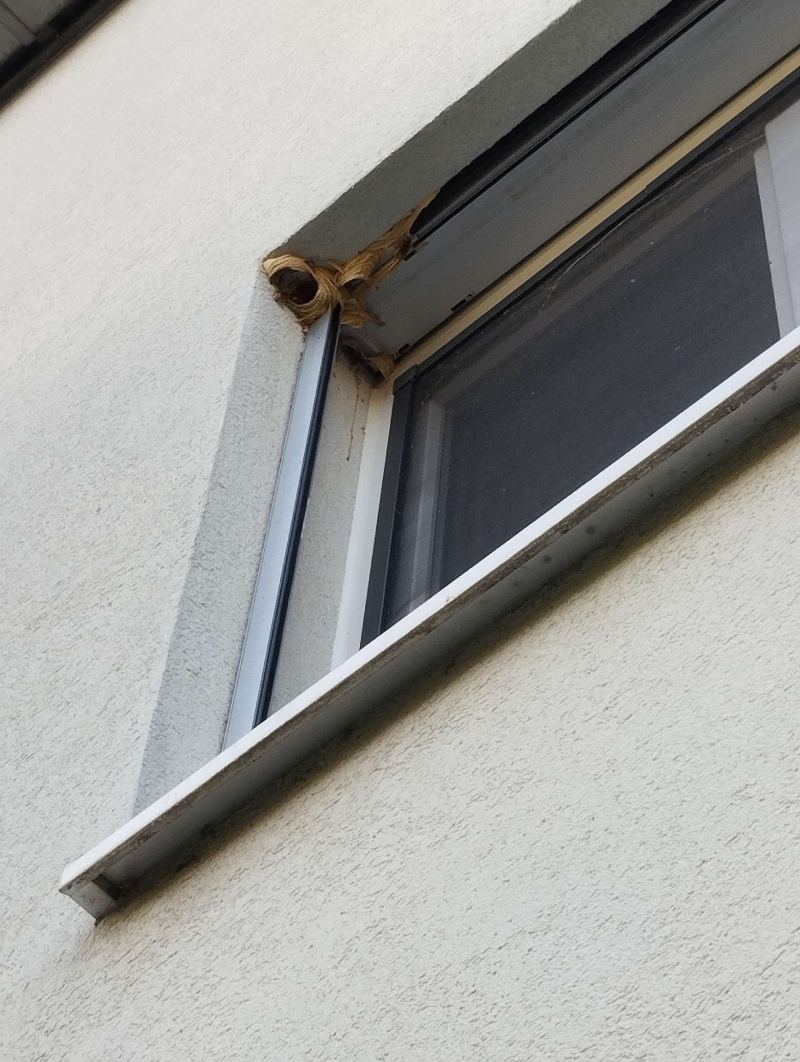 Ein Wespennest wurde an einem Fensterrahmen in Sissach entdeckt. Ein Kammerjäger könnte erforderlich sein, um das Nest sicher zu entfernen.