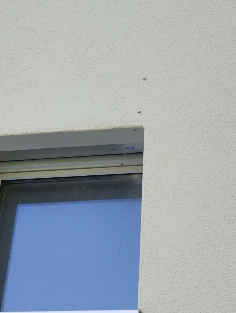 In Tecknau wurde ein Wespennest in der Nähe eines Fensters entdeckt, das schnell entfernt werden sollte, um eine Gefahr für die Bewohner zu vermeiden.