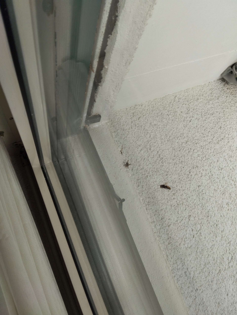 In Tenniken befinden sich ein Wespennest sowie einige Insekten in der Nähe eines Fensters. Kammerjäger könnten hier für eine sichere Entfernung notwendig sein.