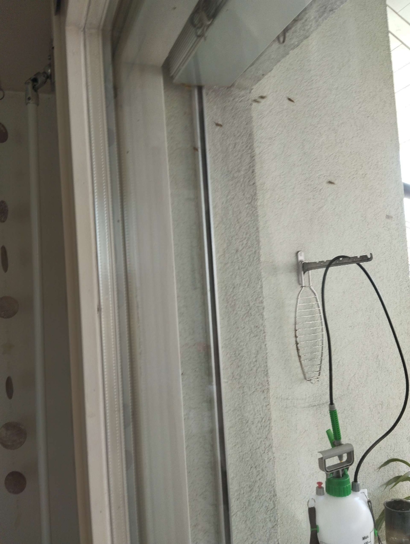 In Tenniken ist ein Hornissennest in der Nähe eines Fensters sichtbar. Kammerjäger könnten zur sicheren Entfernung und zum Schutz vor Stichen erforderlich sein.