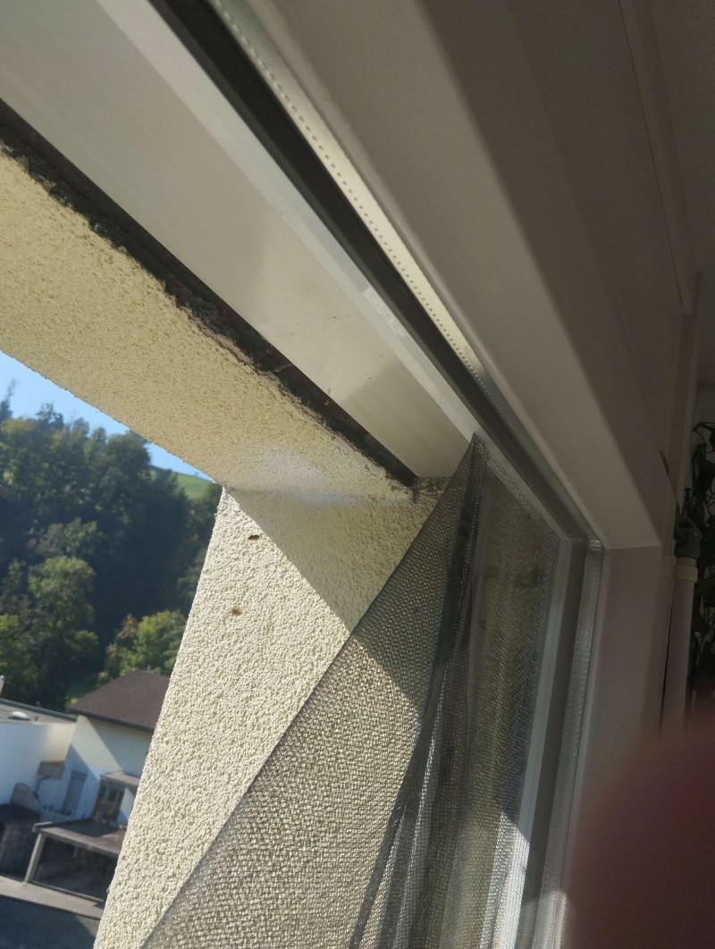 In Therwil ist ein Wespennest an einem Fensterrahmen sichtbar. Ein Kammerjäger könnte hier eingreifen, um das Nest sicher zu entfernen und weiteren Befall zu verhindern.