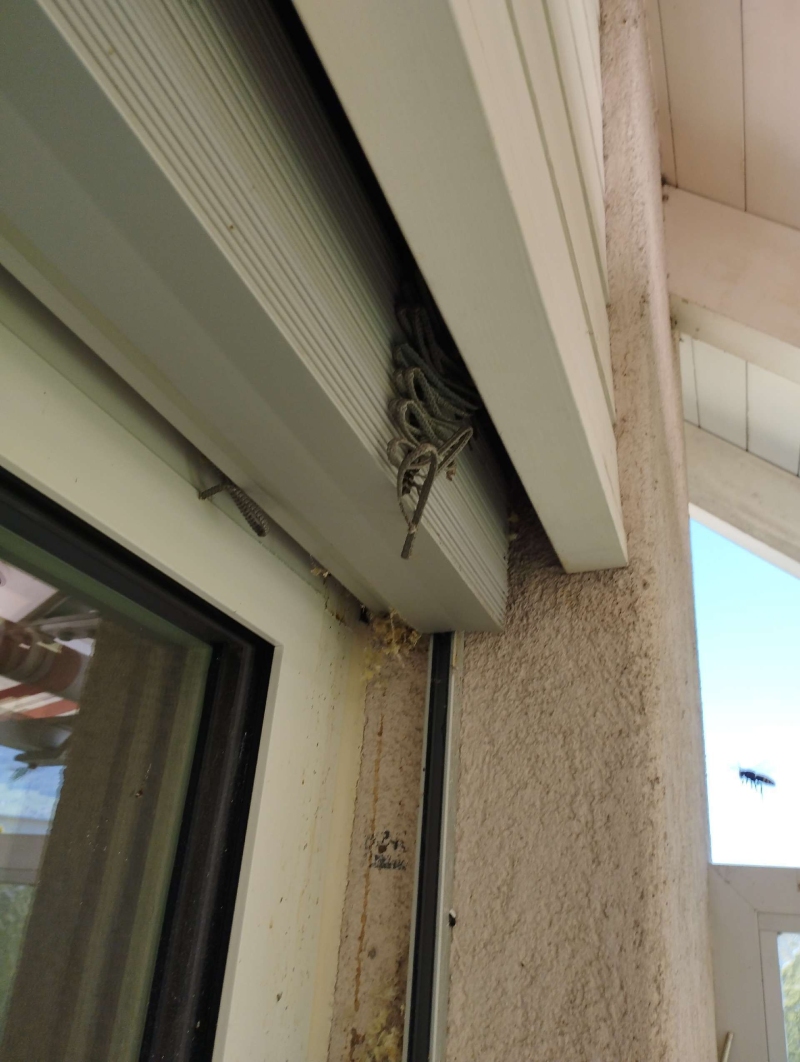 In Titterten wurde ein Hornissennest an einem Fensterrahmen entdeckt, das eine Gefahr darstellen könnte und eine professionelle Entfernung durch einen Kammerjäger erfordert.