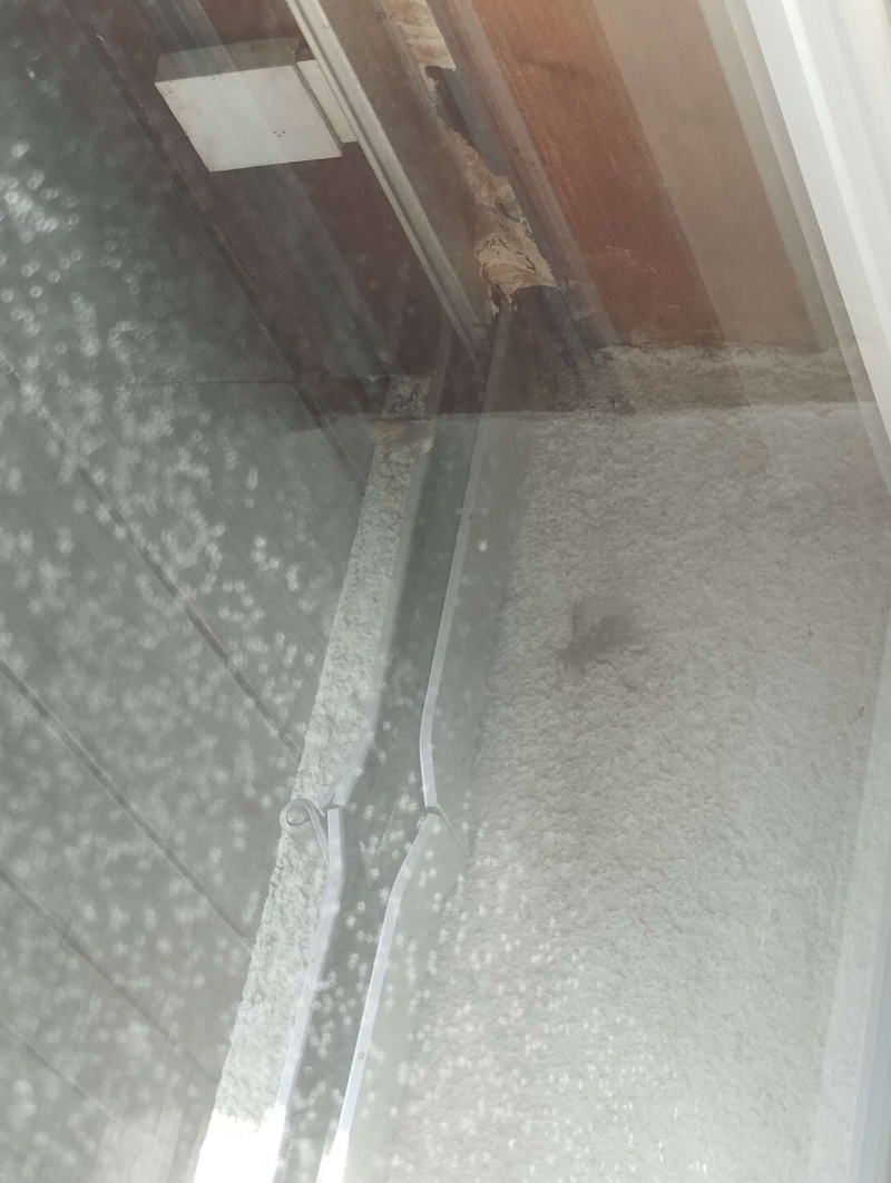 Ein Wespennest befindet sich in einer Fuge eines Fensters in Waldenburg. Es sollte ein Kammerjäger kontaktiert werden, um das Nest sicher zu entfernen.