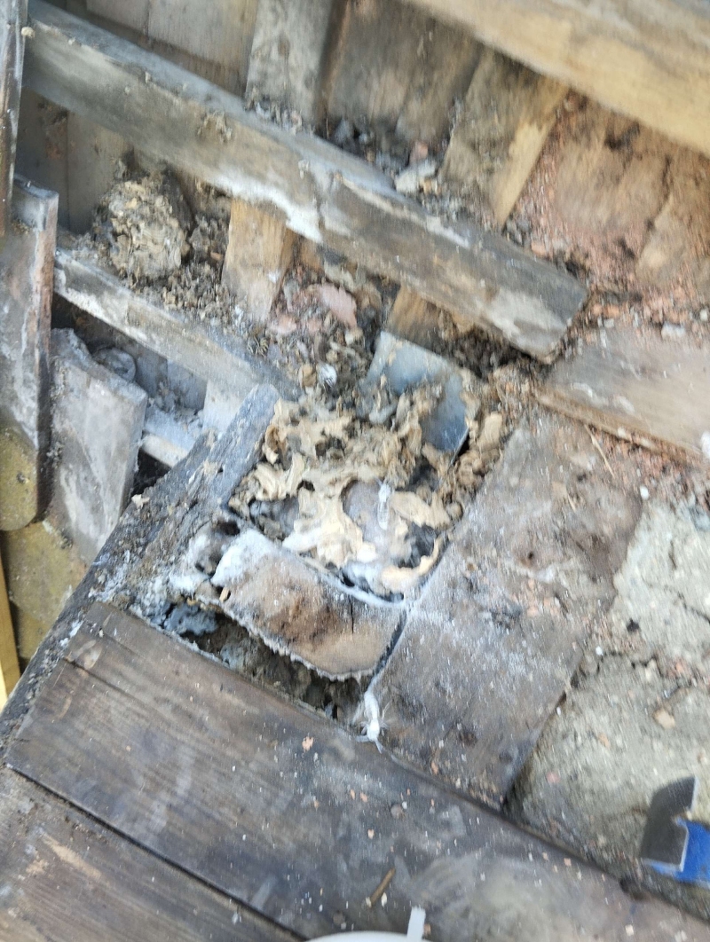 Ein Hornissennest befindet sich in einem Holzrahmen in Wenslingen. Der Kammerjäger sollte für eine fachgerechte Entfernung kontaktiert werden.