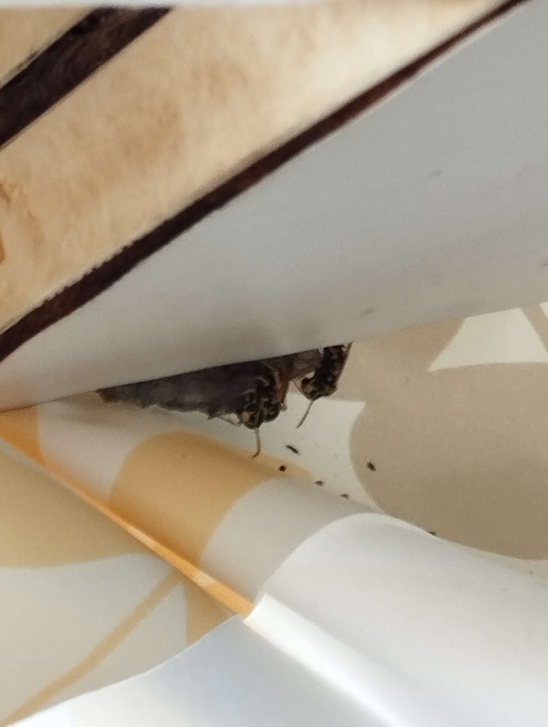Ein Wespennest ist an einer Wand in Wintersingen zu sehen. Bei solchen Vorfällen kann der Einsatz eines Kammerjägers erforderlich sein.