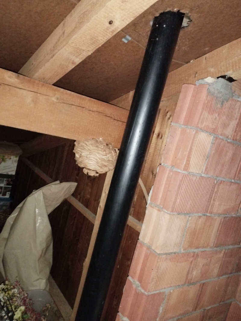 Ein Hornissennest befindet sich in einem Dachbereich in Wintersingen. Der Einsatz eines Kammerjägers könnte hier notwendig sein.