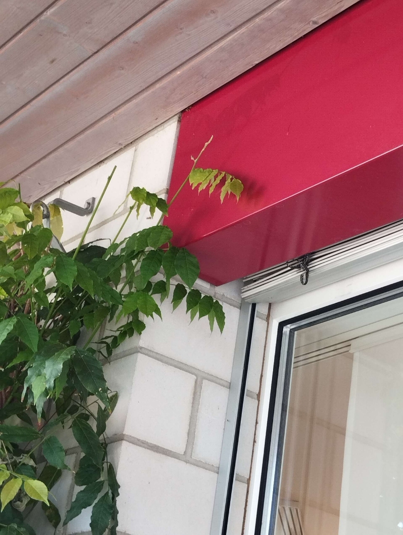 In Zeglingen wurde ein Hornissennest an einem Fensterrahmen entdeckt. Kammerjäger sollten hinzugezogen werden, um die Entfernung sicher vorzunehmen.