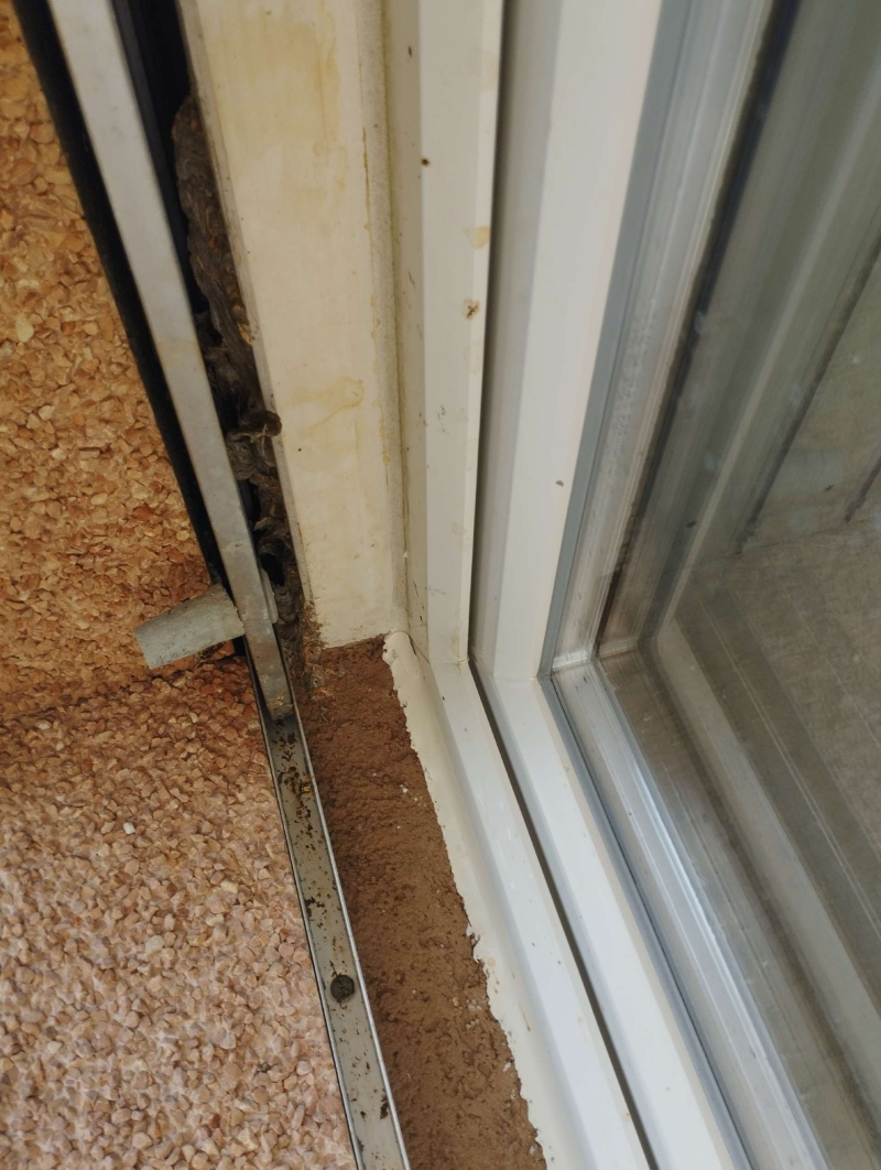 Ort: Zwingen. Ein Hornissennest hat sich in der Nähe eines Fensterrahmens gebildet. Ein Kammerjäger könnte hier helfen, das Nest sicher zu entfernen.