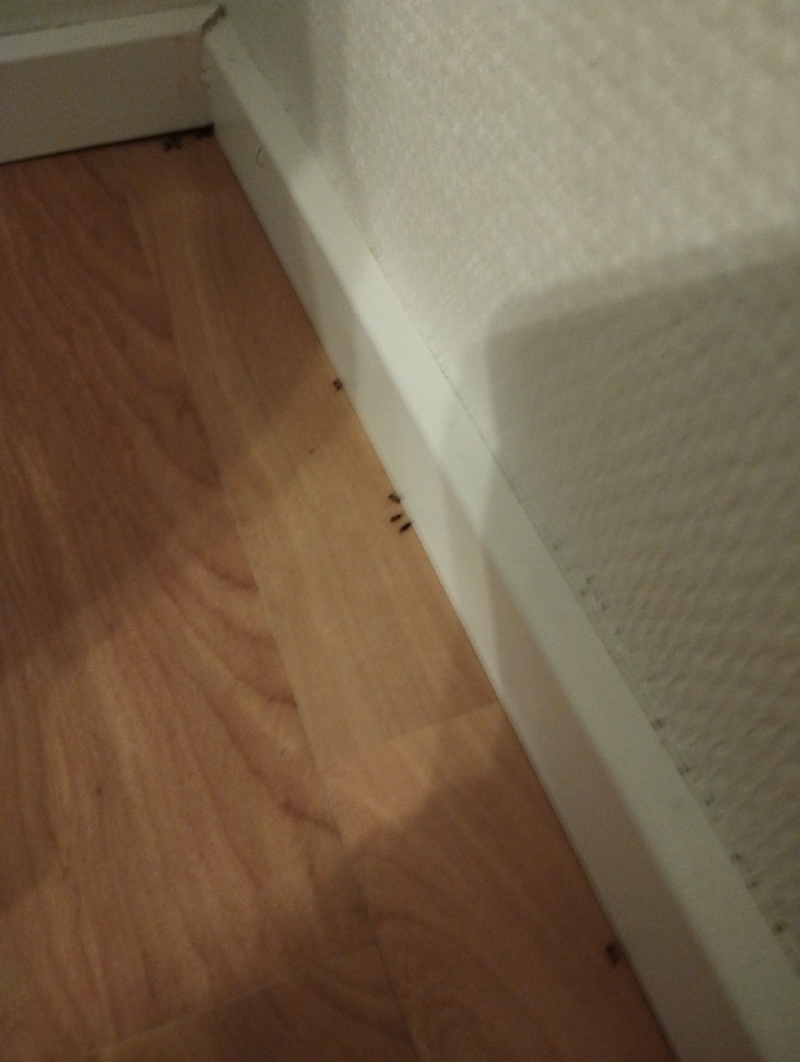 Ein Kammerjaeger stellt in Aesch entlang der Sockelleiste einen deutlichen Ameisenlauf fest, bei dem mehrere Insekten nahe der Wandkante unterwegs sind.