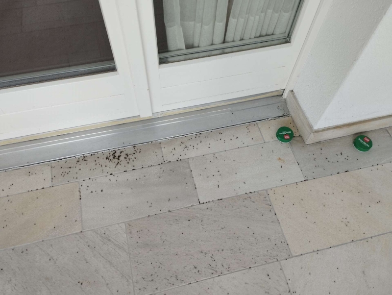 Vor der Tuerschwelle in Arboldswil zeigt die dichte Ansammlung kleiner dunkler Punkte einen starken Ameisenbefall, der den Einsatz eines Kammerjaegers nahelegt.