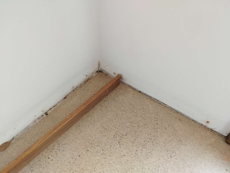 In einer Zimmerecke von Arisdorf deuten Spuren entlang der Bodenleiste auf Ameisenbefall hin, der den Einsatz eines Kammerjaegers notwendig macht.