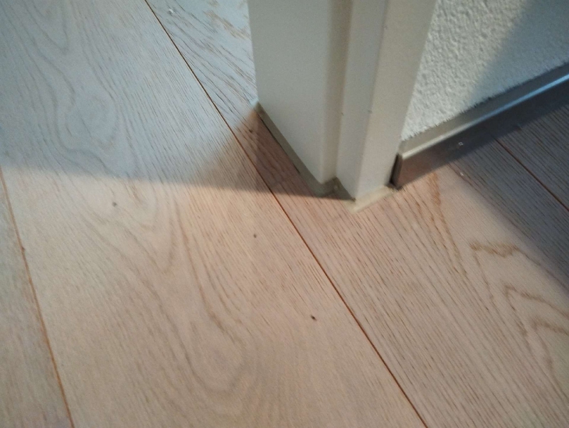 Auf dem hellen Holzboden in Burg im Leimental ziehen vereinzelte Ameisen entlang der Tuerleiste, was auf einen moeglichen Befall hinweist und den Einsatz eines Kammerjaeger erforderlich machen kann.