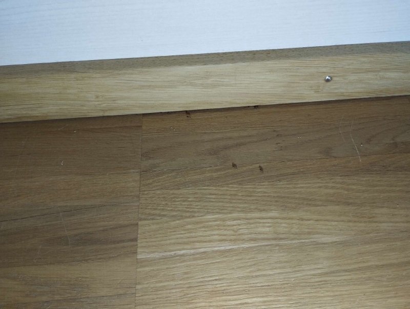 In Diepflingen krabbeln mehrere Ameisen entlang der Holzfuge am Boden, was den Einsatz eines Kammerjaegers zur Beseitigung des Befalls angezeigt macht.