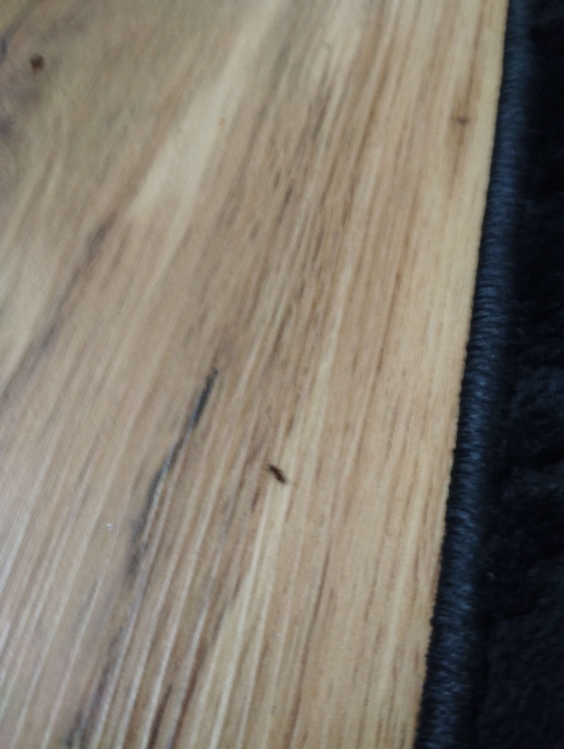 Auf dem hellen Boden in Eptingen laeuft eine einzelne Ameise am Teppichrand entlang, was auf Aktivitaet hindeutet und den Einsatz eines Kammerjaegers noetig machen kann.