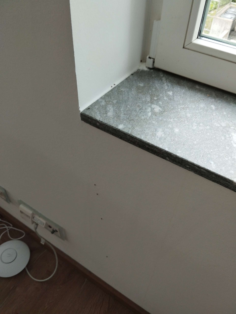 Am Fensterbrett in Frenkendorf fallen kleine dunkle Punkte auf, die auf eine Ameisenaktivitaet und den moeglichen Einsatz eines Kammerjaegers hinweisen.