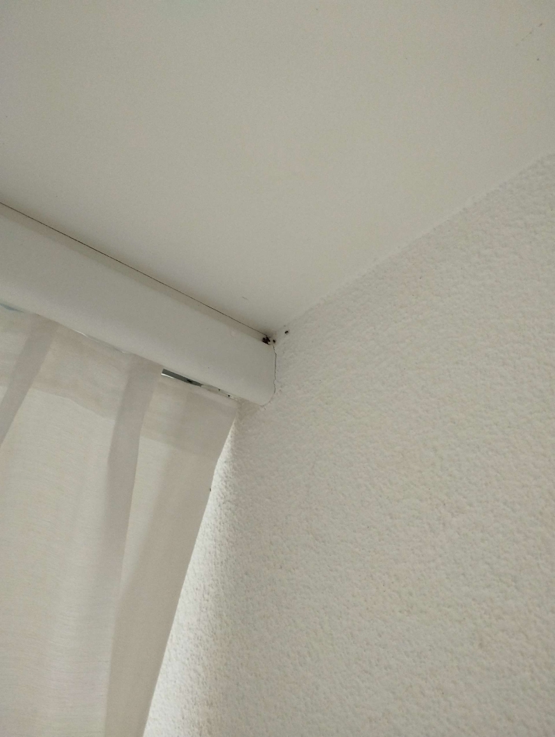 In einer Zimmerecke von Gelterkinden sammeln sich kleine Ameisen an der Vorhangschiene, was auf einen Befall hinweist und den Einsatz eines Kammerjaegers noetig macht.