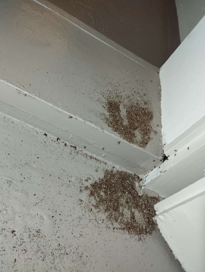 An einer weissen Deckenfuge in Grellingen haeuft sich ausgetragenes Material von Ameisen, wodurch der Einsatz eines Kammerjaegers notwendig wird.
