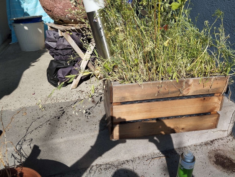 Im Sonnenlicht krabbeln in Lampenberg zahlreiche Ameisen um einen hölzernen Pflanzkasten, was auf den moeglichen Einsatz eines Kammerjaegers hindeutet.