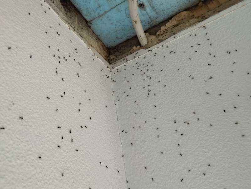 An einer weissen Wand bewegen sich in Lampenberg zahlreiche Ameisen entlang der Ecke, was den Einsatz eines Kammerjaegers notwendig machen koennte.
