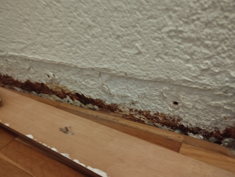 An der schadhaft wirkenden Wand in Laufen weisen Fraesspuren und kleine Loecher auf aktiven Ameisenbefall hin, der den Einsatz eines Kammerjaeger erforderlich machen kann.