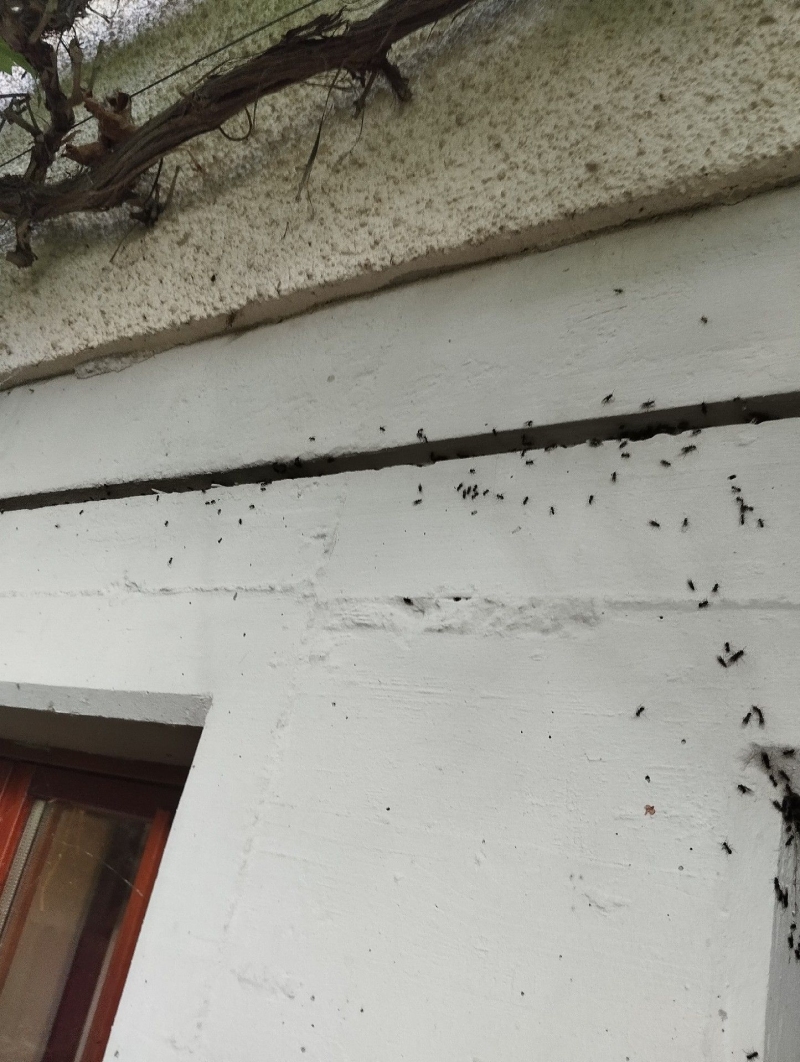 Entlang einer Fassadenfuge in Lausen bewegt sich eine dichte Ameisenkolonne, deren Ausmass auf einen moeglichen Einsatz eines Kammerjaegers hindeutet.