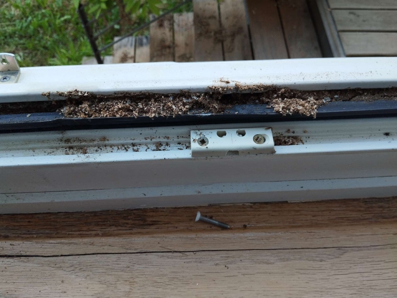 Entlang einer Fensterfuehrung in Lupsingen sammelt sich deutlich sichtbares Fraßmaterial von Ameisen, was den Einsatz eines Kammerjaegers sinnvoll macht.