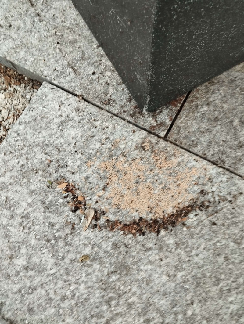 Auf den Platten vor dem Eckelement bildet in Maisprach ein Haeufchen aus Erde und Fraesspaenen einen deutlichen Hinweis auf Ameisen, was den Einsatz eines Kammerjaeger erforderlich macht.