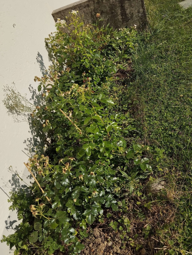 Am Fuss einer Hauswand in Muttenz deutet die Unruhe im Pflanzenbereich auf rege Ameisenaktivitaet hin, die den Einsatz eines Kammerjaeger nahelegt.
