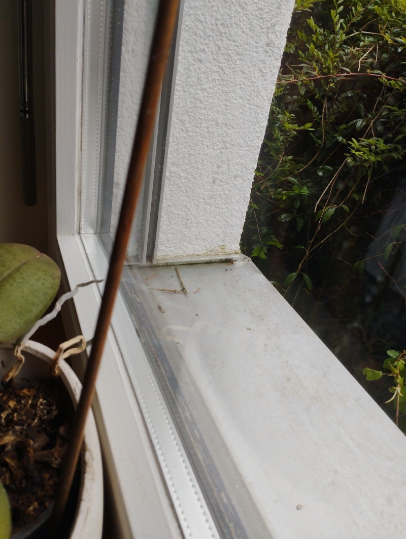 Auf der Fensterbank in Niederdorf sammeln sich Ameisen entlang der Kante, was den Einsatz eines Kammerjaegers zur gruendlichen Bekaempfung sinnvoll macht.