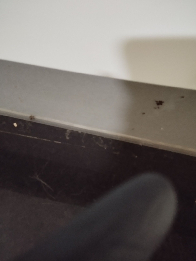 Nahe der Sockelleiste in Oberwil deuten dunkle Spuren auf Ameisenbefall hin, was den Einsatz eines Kammerjaegers erforderlich machen kann.