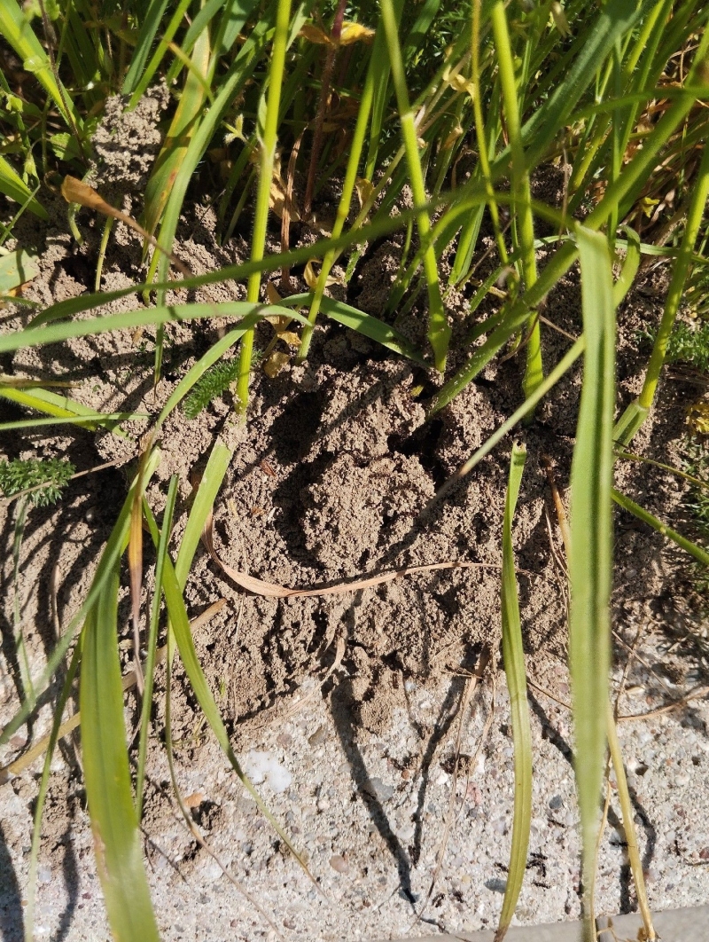 Zwischen den Grashalmen in Ormalingen erhebt sich ein frisches Erdhügelchen eines Ameisennests, das auf einen moeglichen Einsatz des Kammerjaeger hinweist.