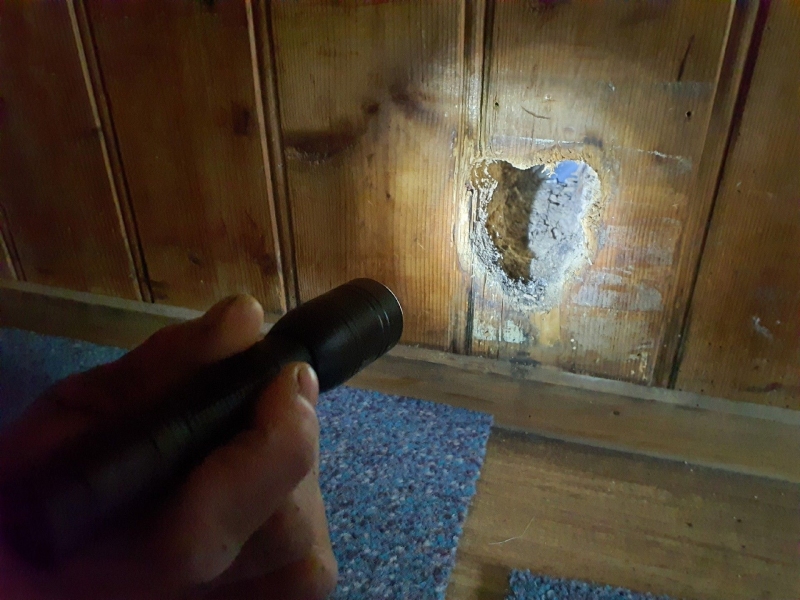 An einer Holzverkleidung in Ramlinsburg weist ein ausgebrochener Bereich auf Ameisenaktivitaet hin, was einen Kammerjaeger im ORT erforderlich machen kann.