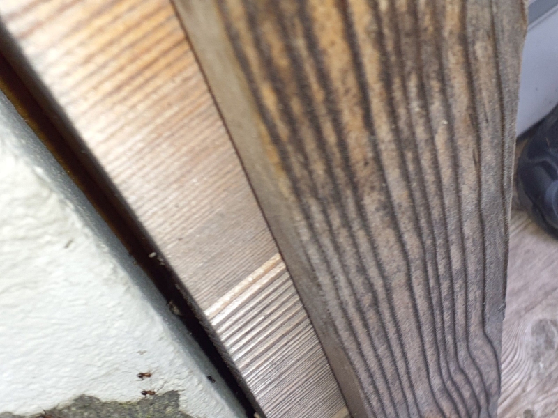 Zwischen Mauer und Holz treten in Reigoldswil mehrere Ameisen hervor, was auf eine laestige Ansiedlung hindeutet und den Einsatz eines Kammerjaegers erfordert.