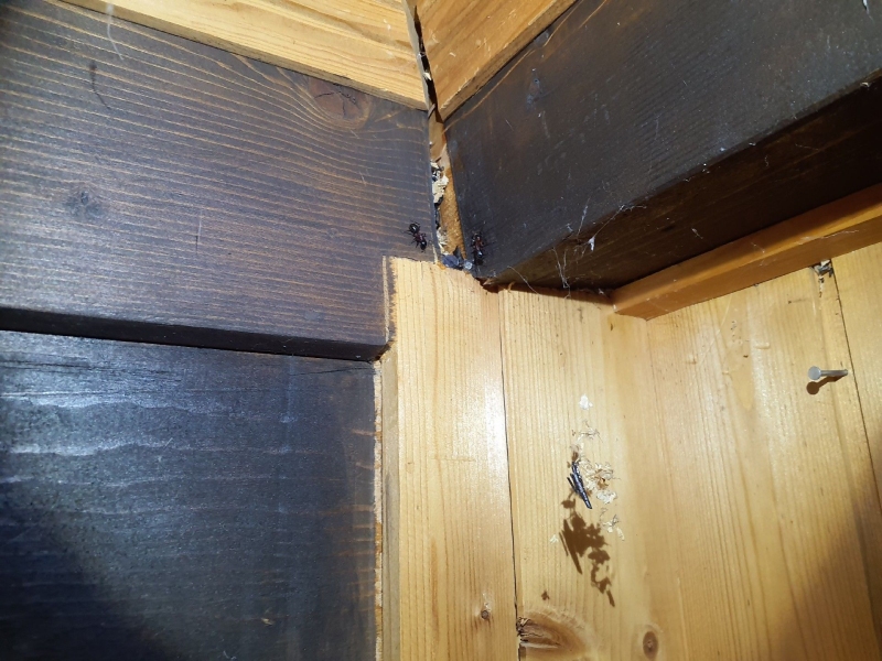 Im Holzinneneck einer Wand in Reigoldswil bewegen sich mehrere Ameisen entlang der Fugen, was auf eine versteckte Kolonie hinweist und den Einsatz eines Kammerjaegers noetig macht.