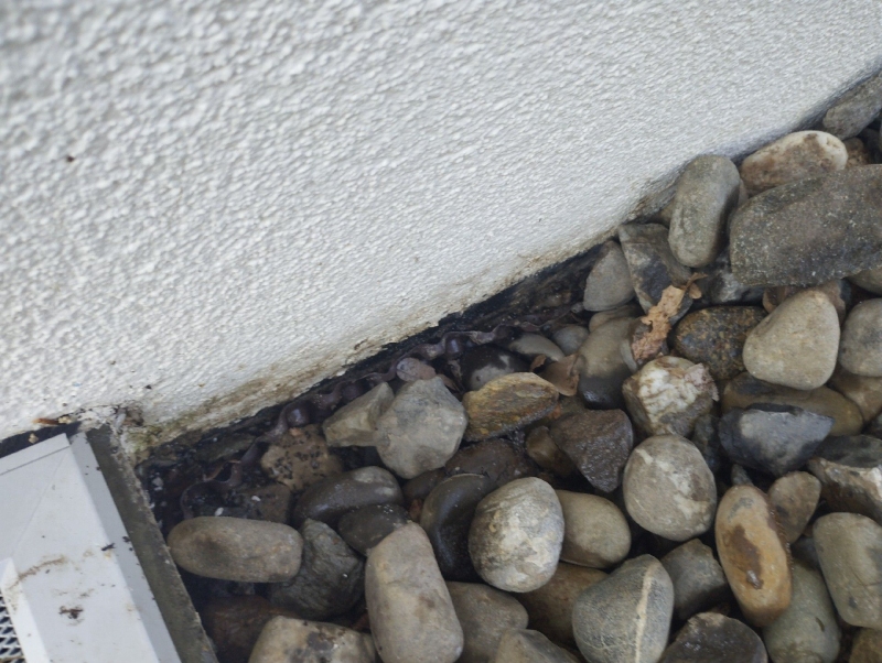 Zwischen den kieseln am hausrand in Rickenbach zeigt sich eine dunkle spur entlang der wand, die auf regen ameisenverkehr hindeutet und einen Kammerjaeger im Ort noetig machen kann.