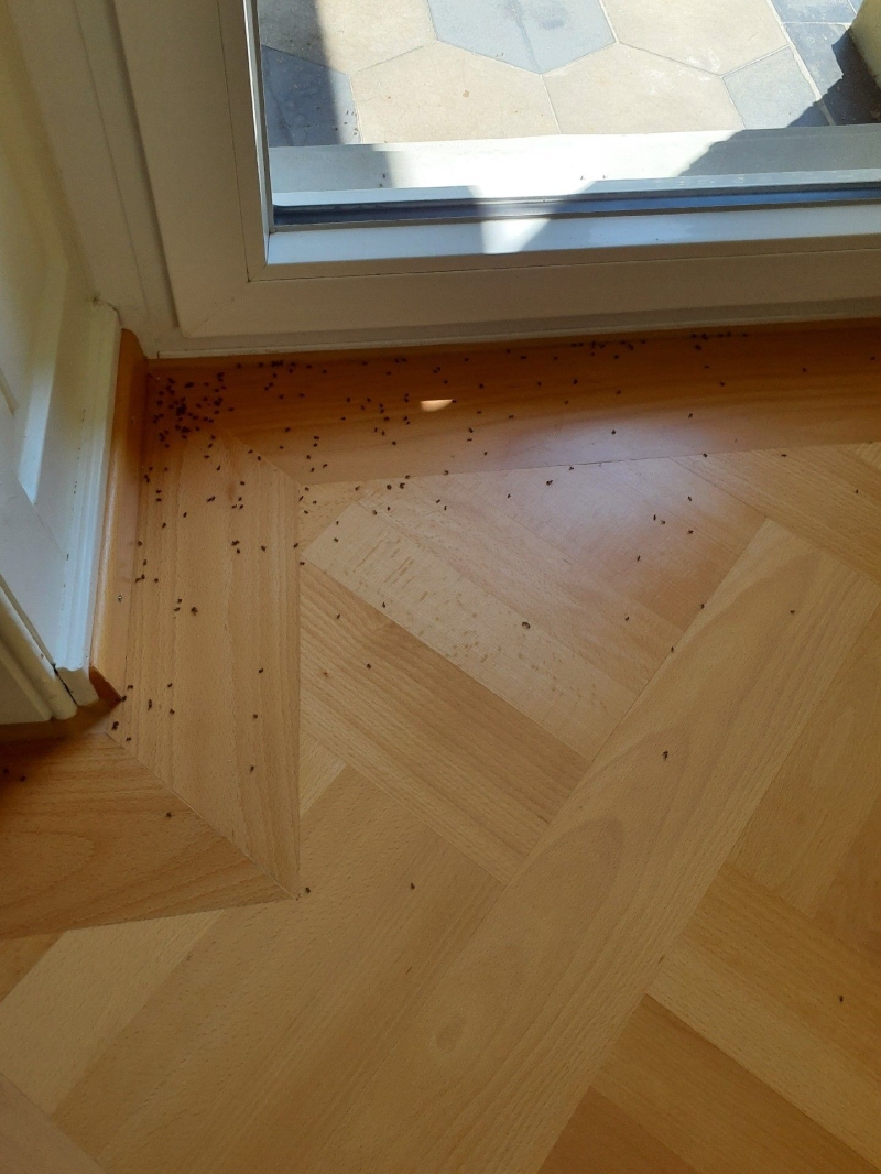 Auf dem Parkettboden nahe der Tuere sammeln sich in Seltisberg zahlreiche Ameisen, was auf einen Befall hindeutet und den Einsatz eines Kammerjaeger noetig macht.